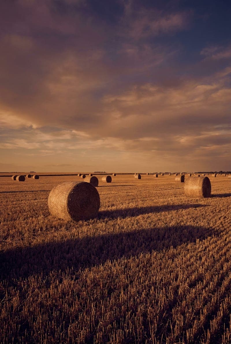 Ag Report