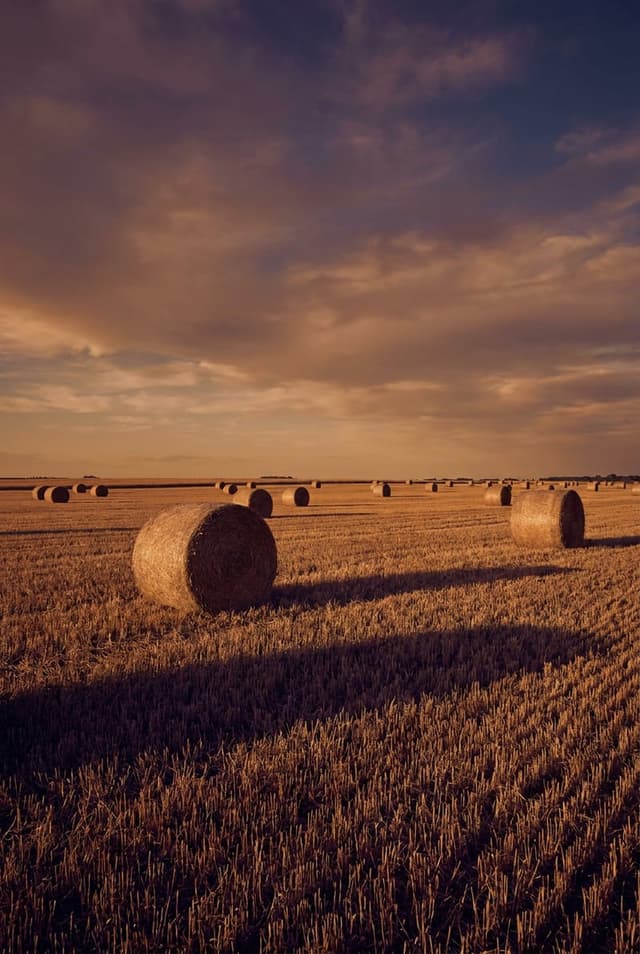 Ag Report — cover photograph: cattle grazing beside a windmill near Wynona, Osage County, Oklahoma