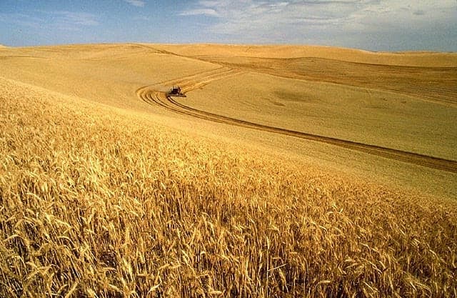 A combine cutting a ripe wheat field in the Palouse, Idaho, curved harvest lines running over the hills