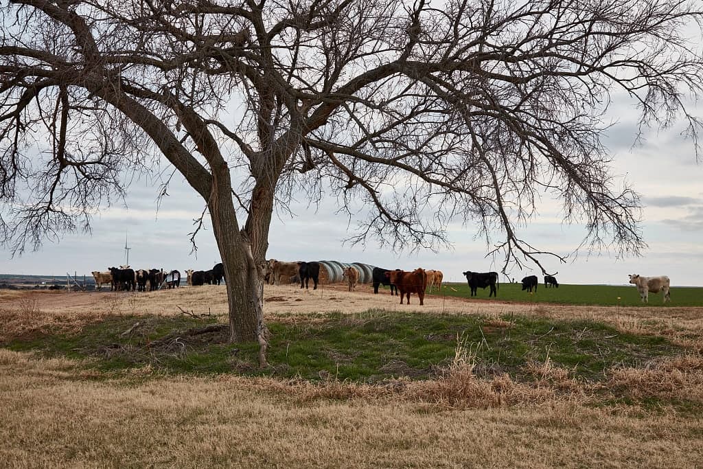 Cattle, hay rolls, and a lone tree on the Oklahoma plains under an overcast sky