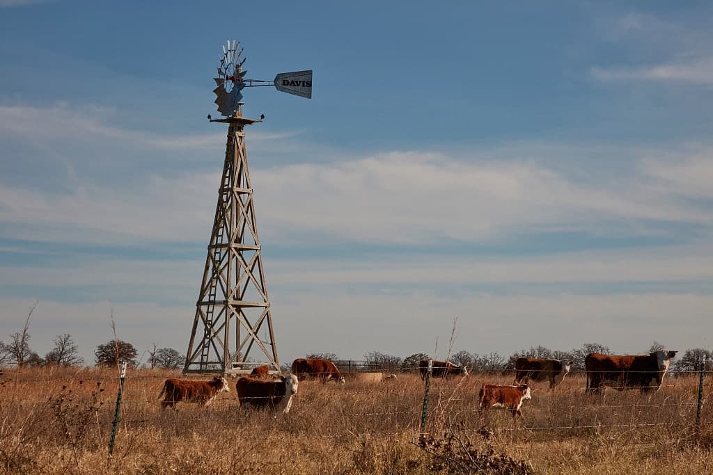 Hereford cattle grazing beneath a steel windmill in winter pasture near Wynona, Oklahoma